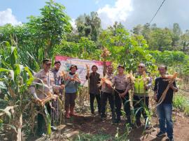 PANEN JAGUNG BERSAMA FORKOMPIMKAP